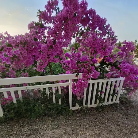 Ruzica Ražanj